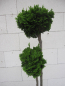 Preview: Chamaecyparis obtusa Nana Gracilis 3